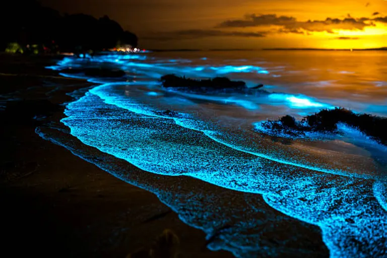 Bioluminescent Beach at Havelock Island, Andaman & Nicobar Islands Bioluminescent Beach at Havelock Island, Andaman & Nicobar Islands