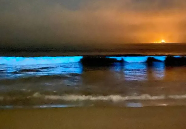 Bioluminescent Beach at Mattu Beach, Karnataka Bioluminescent Beach at Mattu Beach, Karnataka