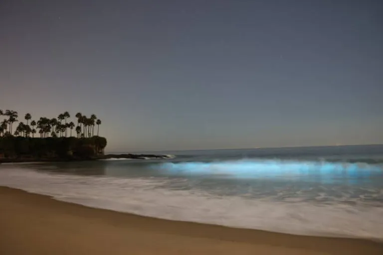 Bioluminescent Beach at Padukere Beach, Karnataka Bioluminescent Beach at Padukere Beach, Karnataka