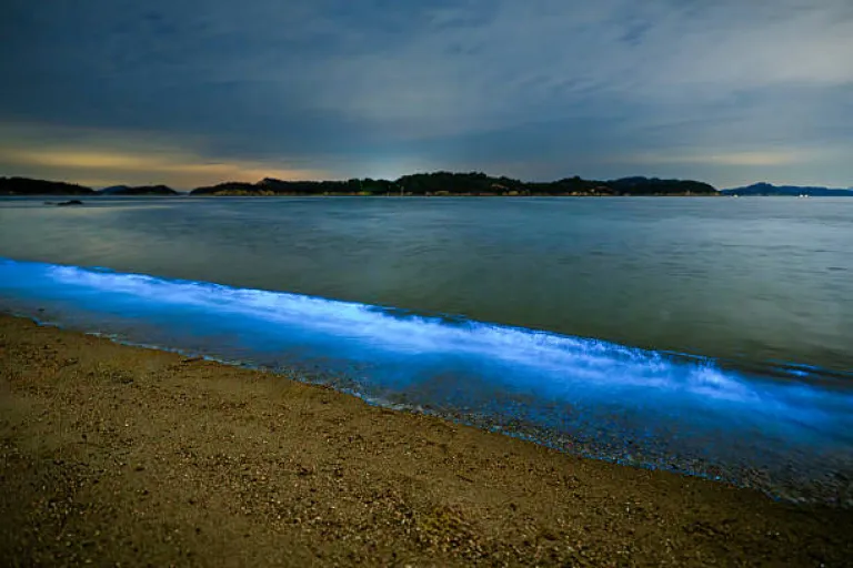 Bioluminescent Beach at Agatti Island, Lakshadweep Bioluminescent Beach at Agatti Island, Lakshadweep
