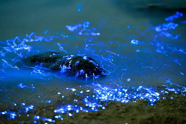 Bioluminescent Beach at Thiruvanmiyur Beach, Chennai Bioluminescent Beach at Thiruvanmiyur Beach, Chennai