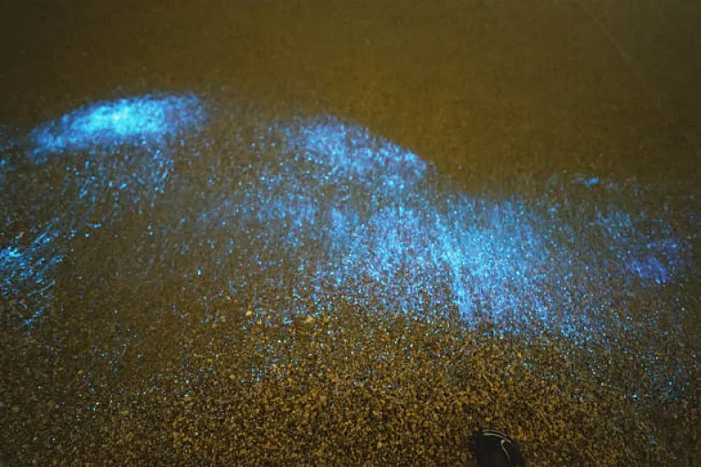 Bioluminescent Beach at Marina Beach, Chennai Bioluminescent Beach at Marina Beach, Chennai