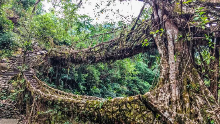 Double-Decker Living Root Bridges, Meghalaya Double-Decker Living Root Bridges, Meghalaya