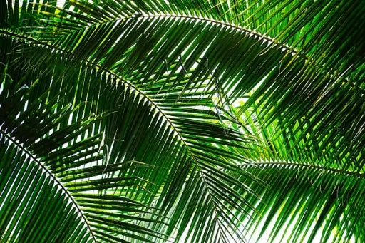 image for article Best Rainforest Resorts in India for Nature Escapes			