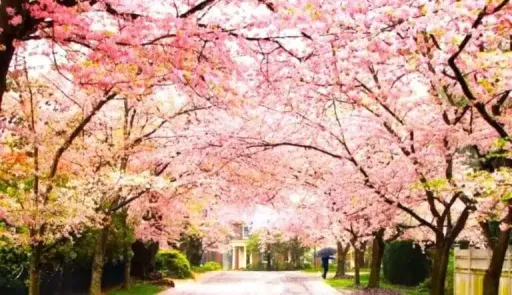 image for article Best Cherry Blossom Destinations to see in India this year 2026