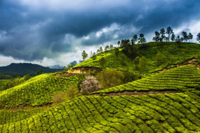 Munnar, Kerala