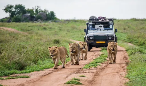 image for article Top 10 Wildlife Safaris that you must Experience in India