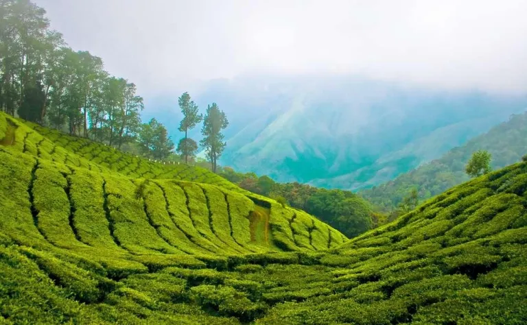 15 Best Places to Visit in Munnar in One Day - 2026 (Photos)