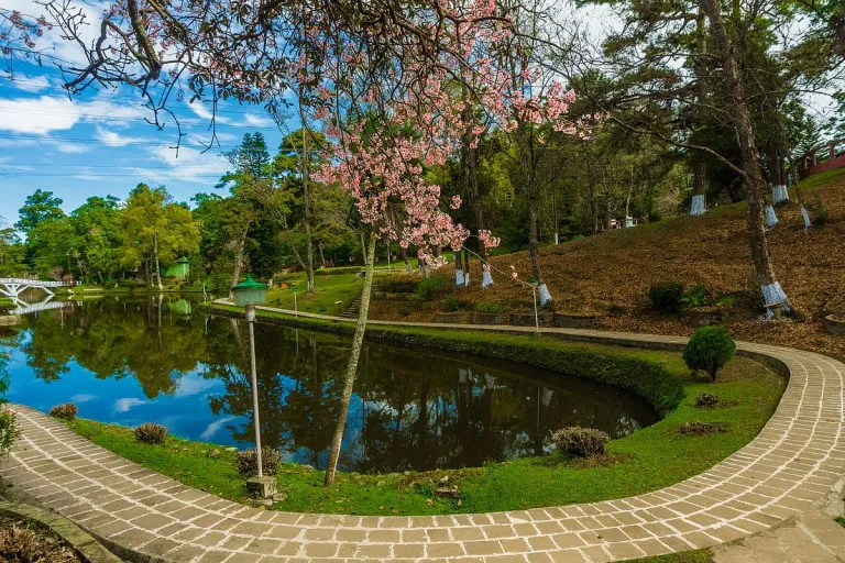 Inside Shillong’s Cherry Blossom Festival 2025