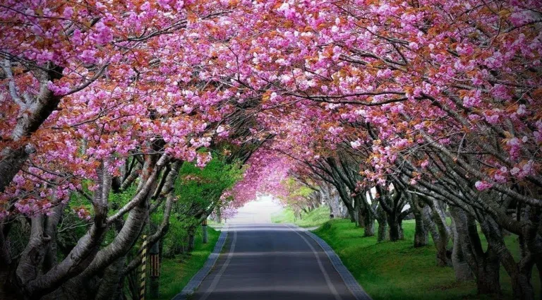 Meghalaya's Cherry Blossom Extravaganza!