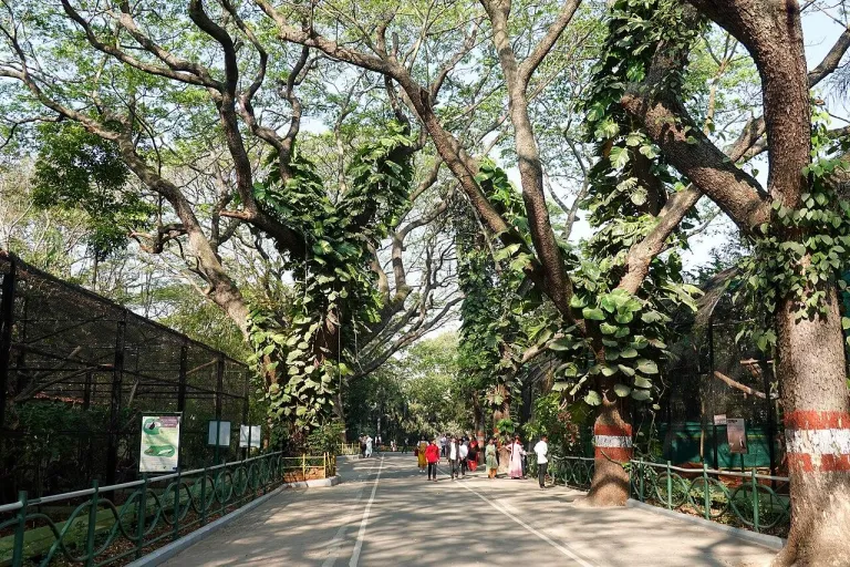 File:Main Loop Mysore Zoo India Feb23 R16 07006.jpg - Wikimedia Commons