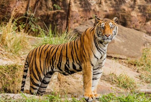 image for article Spotting Tigers in Ranthambore National Park: Expert Tips