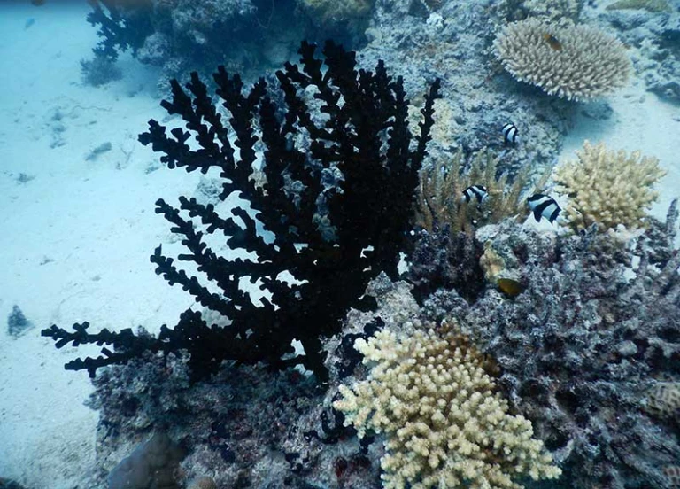 Coral Reefs, Fiji