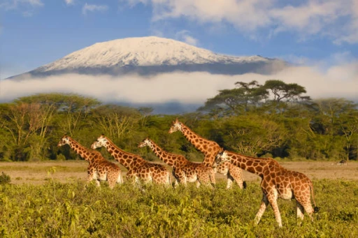 image for article Complete travel guide to Tanzania - Things to do and more