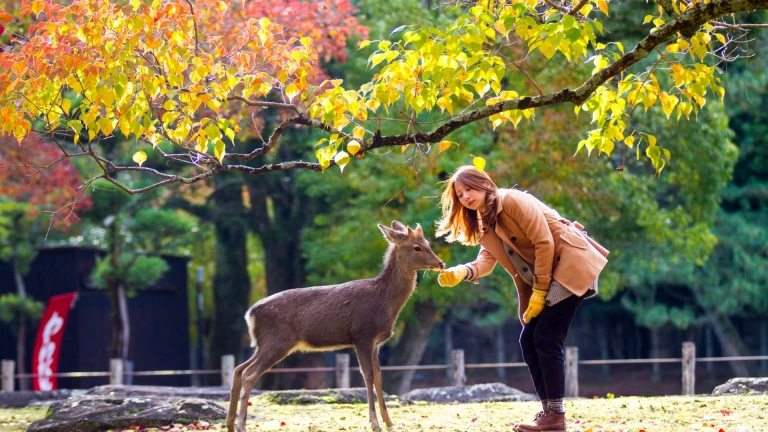 Nara's Deer Park