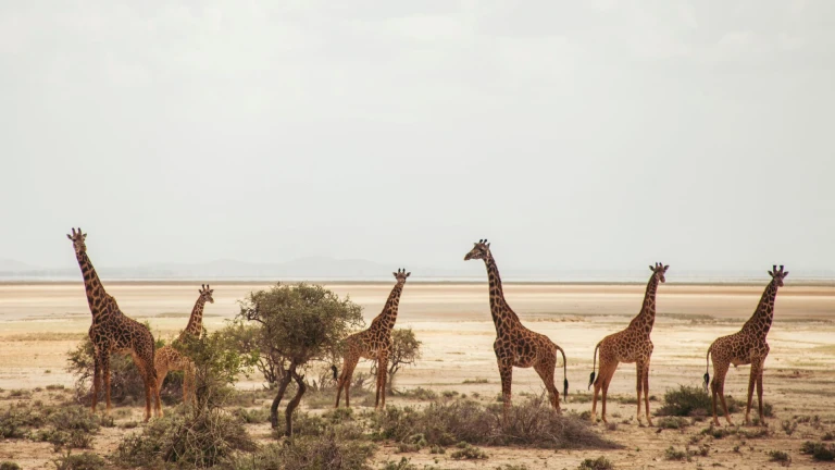 Amboseli National Park, Kenya 