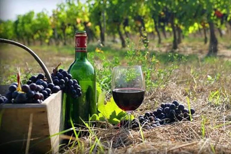 vineyards in Kakheti