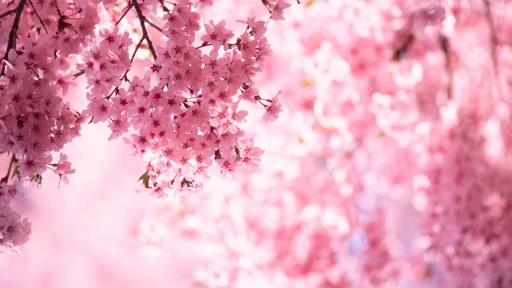 image for article Cherry Blossom in India: Witness the bloom in these places
