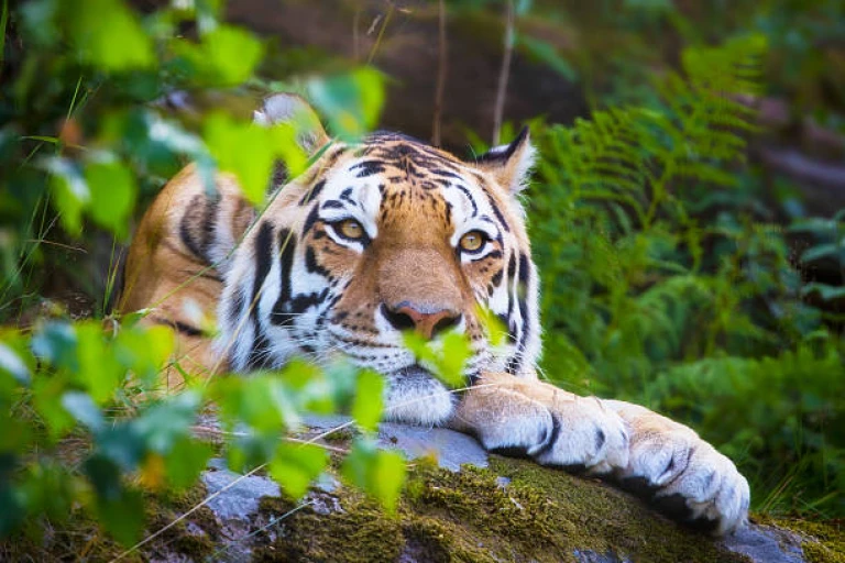 A Bengal Tiger Lounging in the Forest