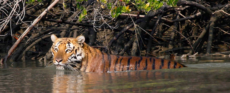 Sundarbans National Park &amp; Tiger Reserve, India