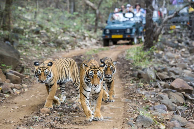 The historic ruins of Rajasthan&#039;s wilderness - Ranthambore Tiger Reserve