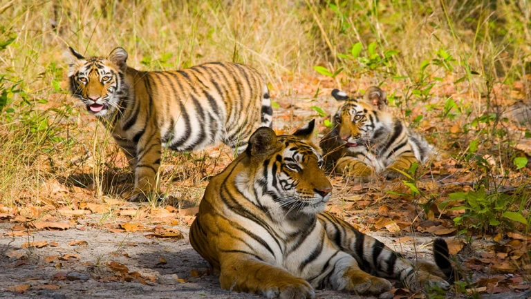 Discover the untamed beauty of Bandhavgarh National Park