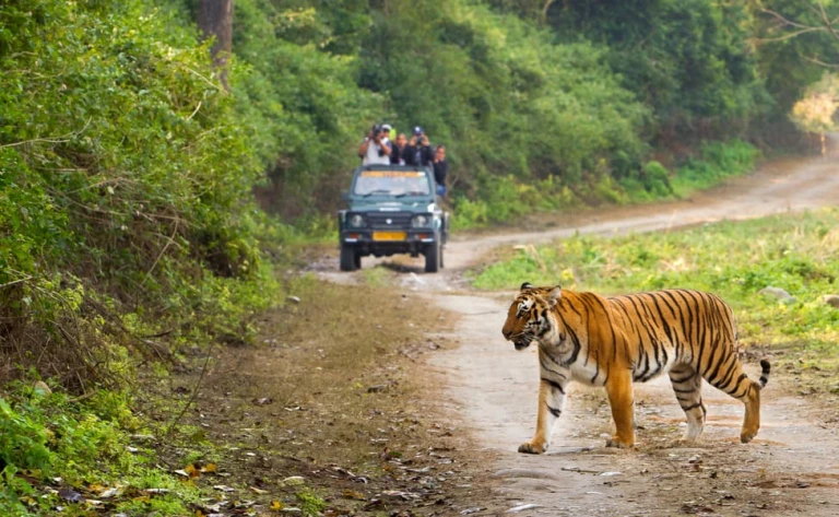 Explore Jim Corbett Tiger Reserve in Uttarakhand, where majestic tigers roam amid the Himalayan foothills. 