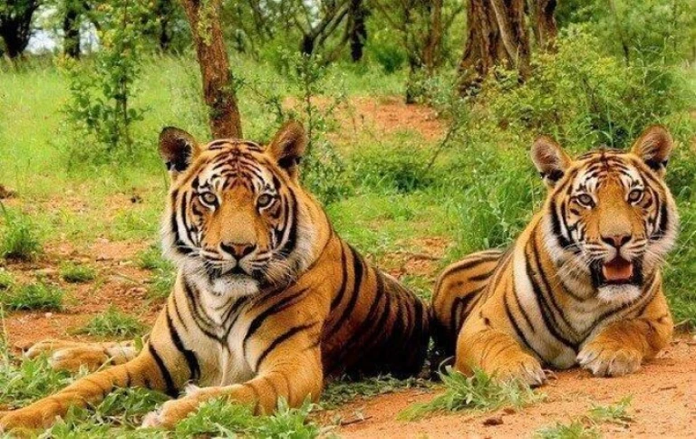 Unveil the wild charm of Sariska Tiger Reserve, Rajasthan. 