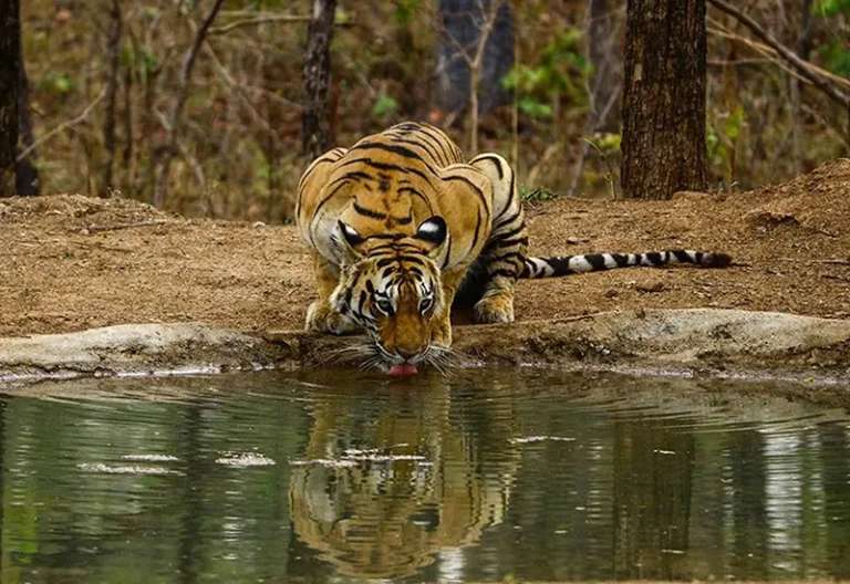 Discover the enchanting wilderness of Pench National Park, Madhya Pradesh! 