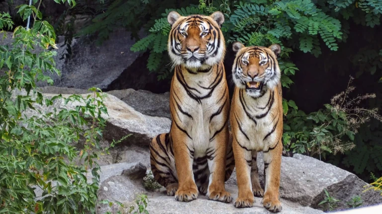 Explore the captivating wildlife of Tadoba Andhari Tiger Reserve in Maharashtra! 