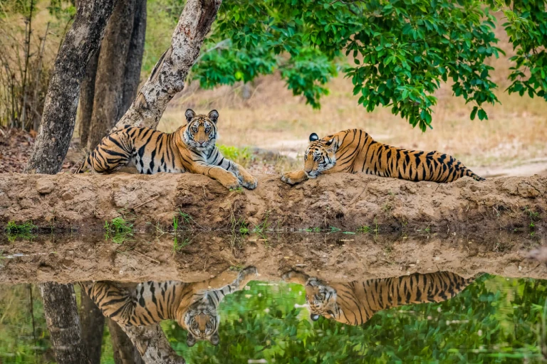 Uncover the magic of Kanha Tiger Reserve in Madhya Pradesh! 