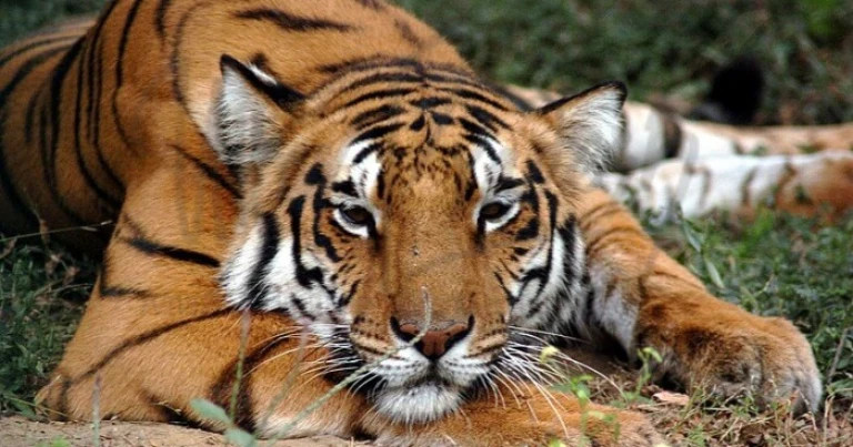 Dudhwa Tiger Reserve, UP: Where majestic tigers roam in lush forests.