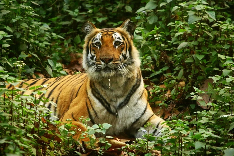 Anamalai Tiger Reserve: Where wilderness thrives and nature reigns.