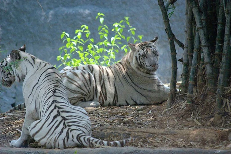 Arignar Anna Zoological Park: Chennai&#039;s wildlife sanctuary.