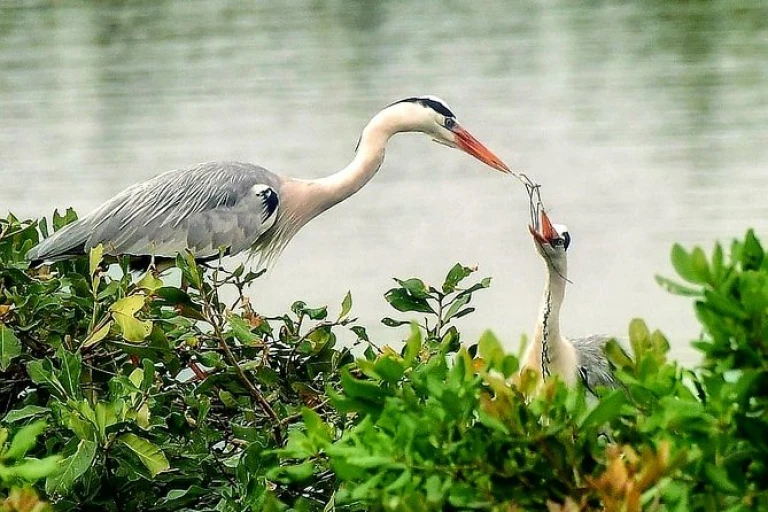 Vedanthangal Bird Sanctuary: Tamil Nadu&#039;s birdwatcher&#039;s paradise.