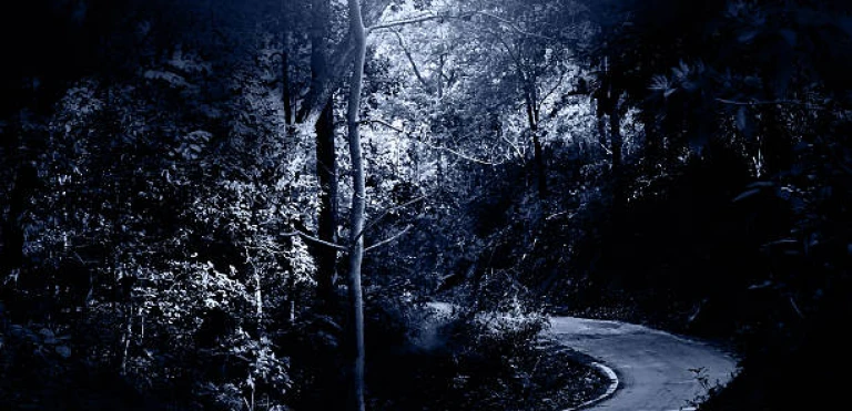 Spooky Forest in Moonlight