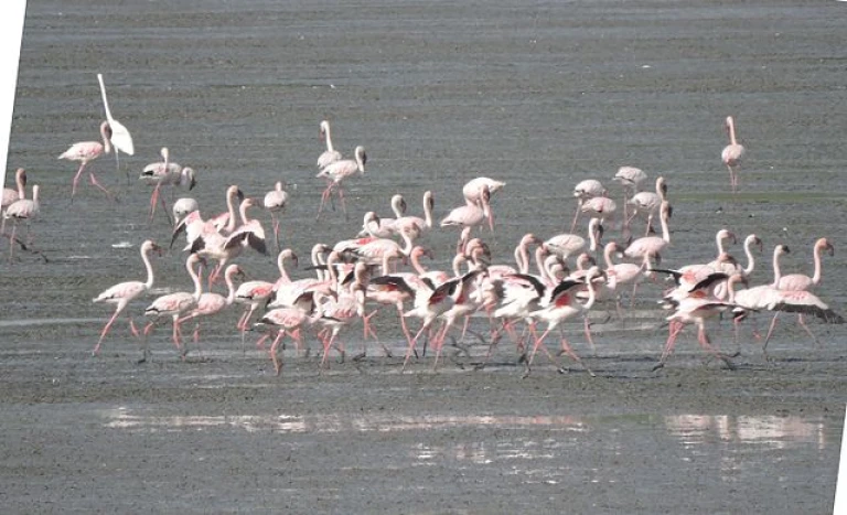 Sewri Flamingo Point Bombay