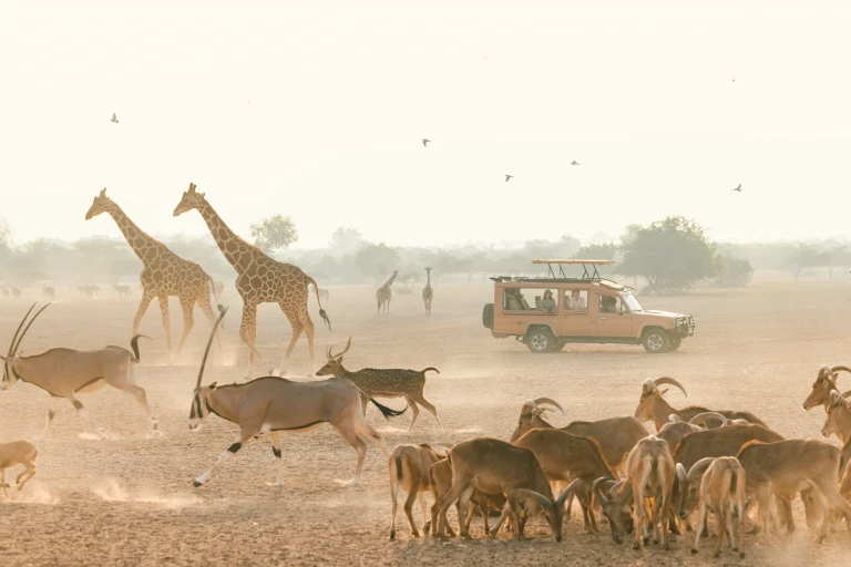 Sir Bani Yas Island, Abu Dhabi