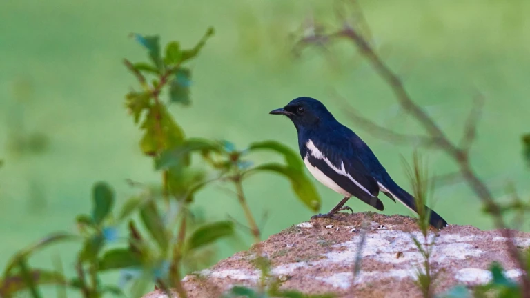 Rasikbil Bird Sanctuary