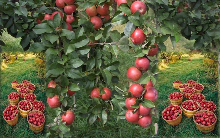 Apple Orchards in Kullu