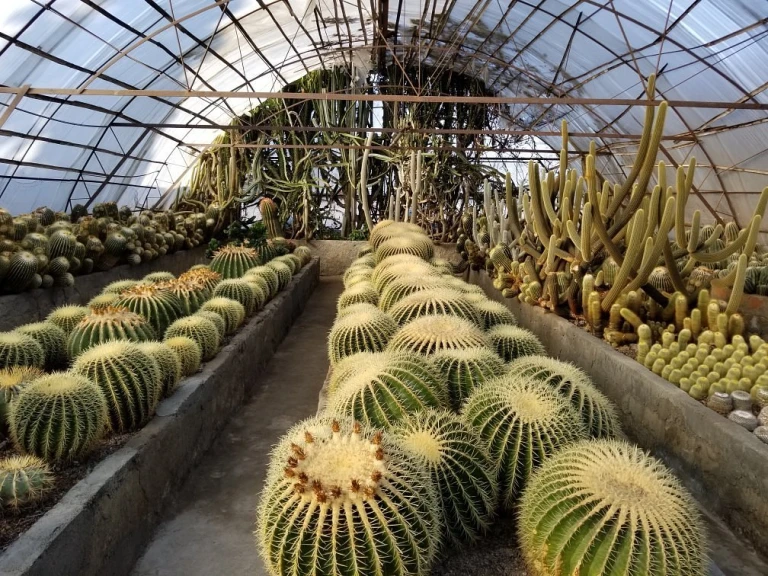 Kalimpong Cactus Nursery, a paradise for succulent enthusiasts
