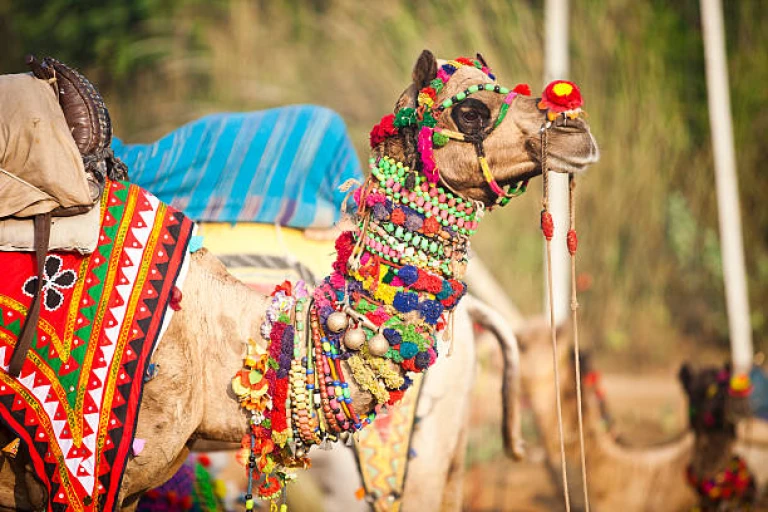 Camels in Pushkar