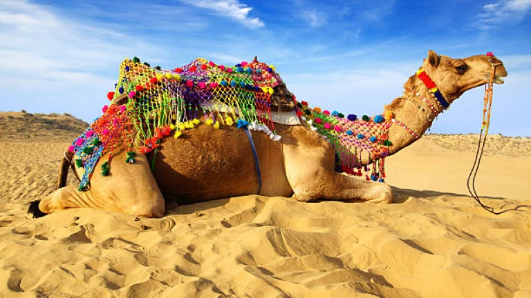 Camels in Bikaner, Rajasthan