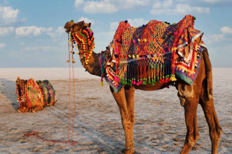 Camels in Kutch, Gujarat