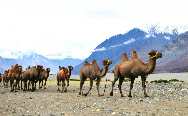 Camels in Spiti Valley, Himachal Pradesh