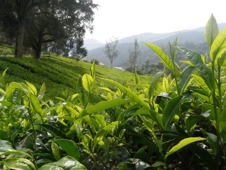 Darjeeling in Spring Time