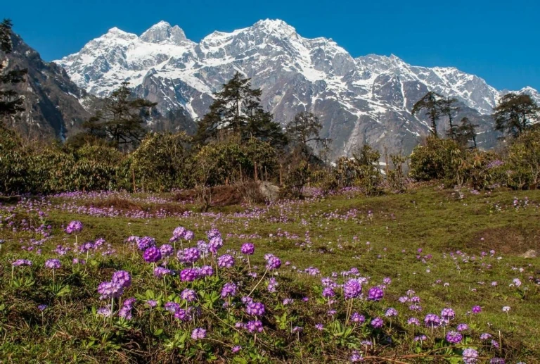 Shimla in Spring Time