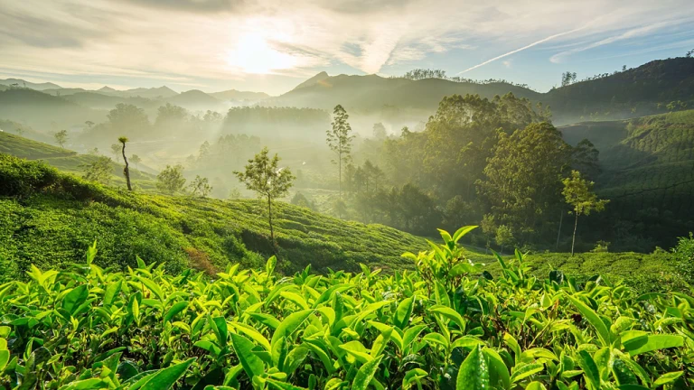 Munnar in Spring Time