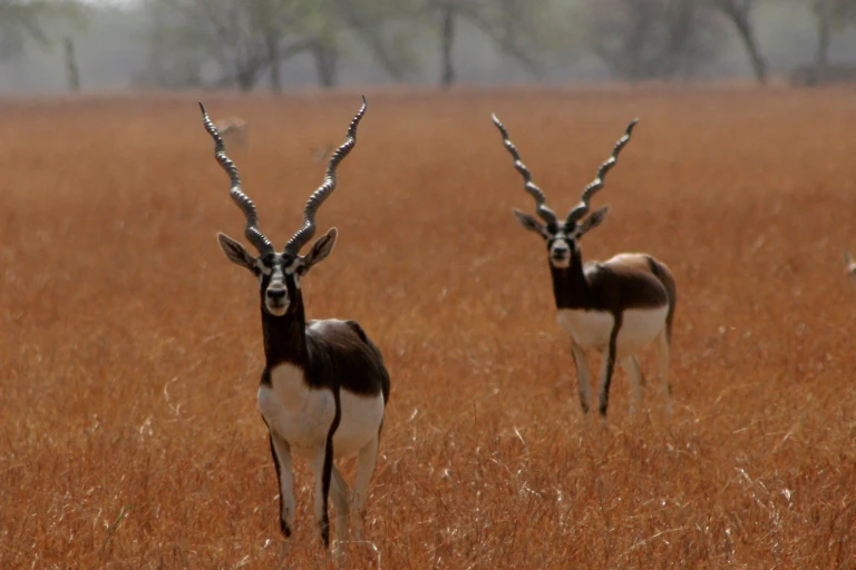 Panchala Black Buck Reserve, Khimsar