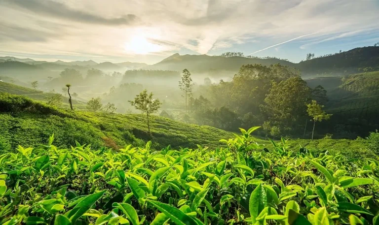 Tea Gardens of Munnar, Kerala